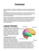 Fantasmas El término “fantasma” que utilizan los neurólogos es un recuerdo o imagen persistente de una parte del cuerpo, normalmente una extremidad, durante meses o años después de su pérdida.