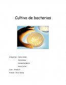 Cultivo de bacterias.