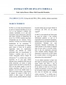 EXTRACCIÓN DE DNA EN CEBOLLA