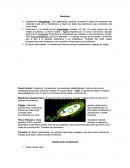 Bacterias y clasificación.