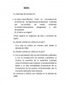 Soja,¿Qué tipo de semilla es?