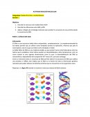 Actividad biología molecular. Estructura ADN