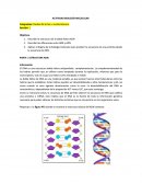 ACTIVIDAD BIOLOGÍA MOLECULAR