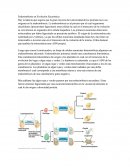 Endosimbiosis en Evolución Eucariotica