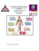 OBJETO DE ESTUDIO 7 CITOESQUELETO