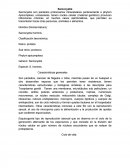 Sarcocystis