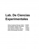 Las Actividades de aprendizaje.