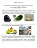 EL VIDRIO Y VIDRIERÍA DE LABORATORIO