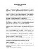 REPARACIÓN DE LAS HERIDAS.