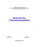 Pensamiento Botón De Oro.