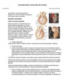 Las arterias y venas del corazón se disponen en círculo alrededor del órgano y se les llama vasos coronarios.