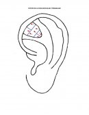 PUNTOS DE LA FOSA NAVICULAR O TRIANGULAR