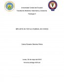 IMPLANTE DE FÍSTULA RUMINAL EN OVINOS