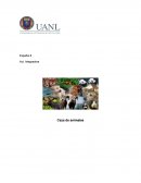 Ensayo de la caza de animales