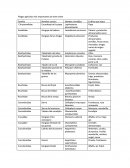 Plagas importantes del orden Coleoptera.