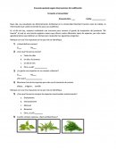 Encuesta ajustada según observaciones Sin codificación