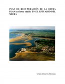 PLAN DE RECUPERACIÓN DE LA OSTRA PLANA (Ostrea edulis) EN EL ESTUARIO DEL MIERA