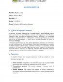 Tema: Estructura del esqueleto humano.