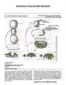 DESARROLLO DEL SISTEMA NERVIOSO CENTRAL