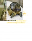 En busca de los animales perdidos. Animales en peligro de extinción