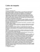 Cultivo de traspatio