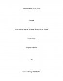 ADN de higado de res y tomate