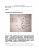 Taller de Fisiología 2. Sistema Renal.