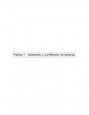 Aislamiento y cuantificacion de bacterias