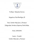 Diferencias entre cerebro masculino y cerebro femenino