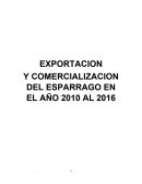 Comercializacion y exportacion de esparrago.