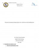 Propagación de Orquidea Cattleya InVitro