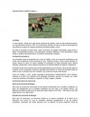 Analisis Técnico Carne de Caballo