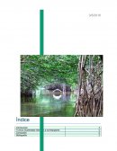 TURISMO SUSTENTABLE, ATENCIÓN A LOS MANGLARES.