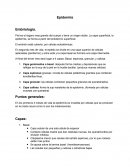Epidermis y sus células
