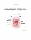La Gran Cavidad oral