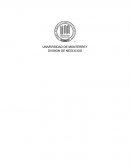 Nopales en escabeche 7 hermanas”