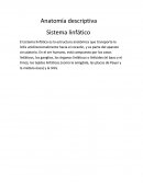 Anatomía descriptiva. Sistema linfático