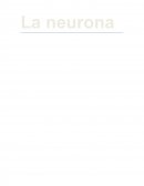 La neurona El funcionamiento de esta célula