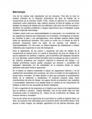 Metodología Uno de los medios más importantes son los humanos.