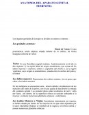 Anatomia del aparato genital..