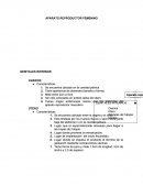 APARATO REPRODUCTOR FEMENINO.