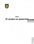 El cerebro en desarrollo. Conocimientos concretos que debería tener un profesional