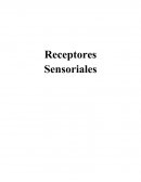Receptores sensoriales.