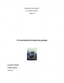 Tema: El crecimiento de la planta de Granada