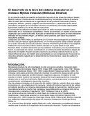 El desarrollo de la larva del sistema muscular en el molusco Mytilus trossulus (Mollusca, Bivalvia)