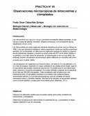 Observaciones microscópicas de mitocondrias y cloroplastos