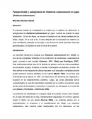 Patogenicidad y patogénesis de Ralstonia Solanacearum en papa (Solanum tuberosum)