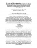 Arco reflejo vejetativo