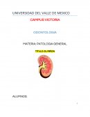 PATOLOGIA GENERAL. EL RIÑON
