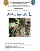 Rivina humilis L.